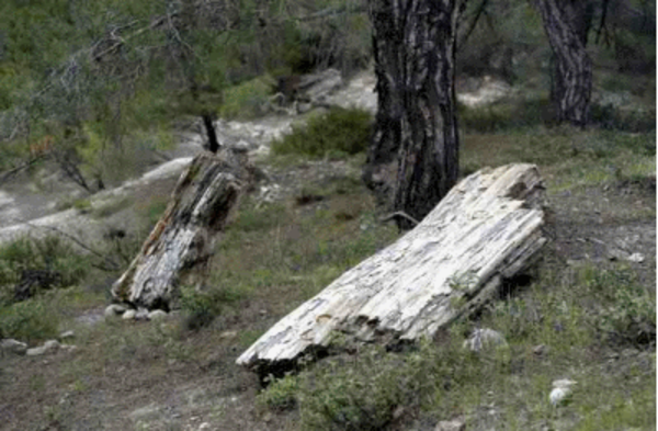 Απολιθωμένο δάσος Λευκίμμης:  Ευρήματα ηλικίας 40 εκατ. ετών