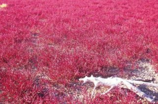 Δέλτα Έβρου: Οταν οι αρμυρήθρες γίνονται…ροζ