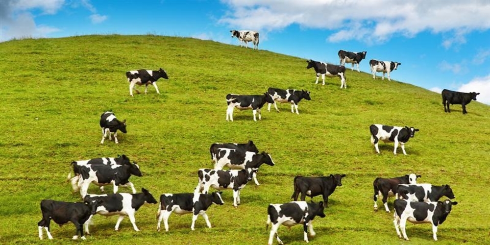 ΕΦΧΕ: Απειλείται η ελληνική γαλακτοπαραγωγός αγελαδοτροφία