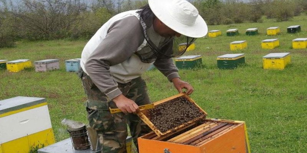 Άρχισε η υποβολή αιτήσεων για οικονομική ενίσχυση μελισσοκόμων