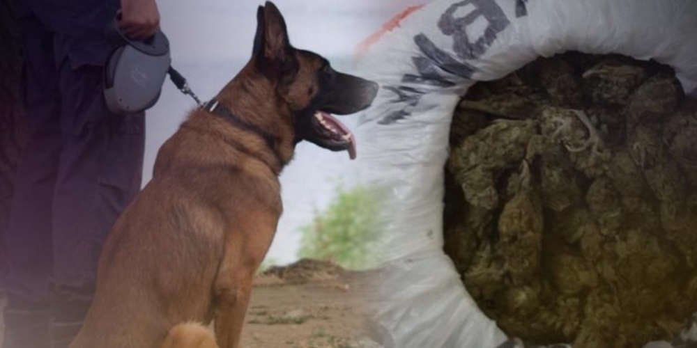 Ο αστυνομικός σκύλος “μύρισε” 37χρονο Σαμοθρακίτη, που συνελήφθη για κατοχή ναρκωτικών