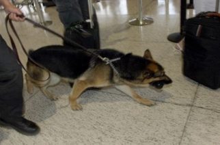 Μπαράζ πέντε συλλήψεων για ναρκωτικά στη Σαμοθράκη, με τη βοήθεια αστυνομικού σκύλου