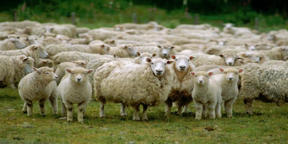 Κρούσμα βρουκέλλωσης. Σε “καραντίνα” πάνω από 1.000 αιγοπρόβατα στον Δορίσκο Φερών