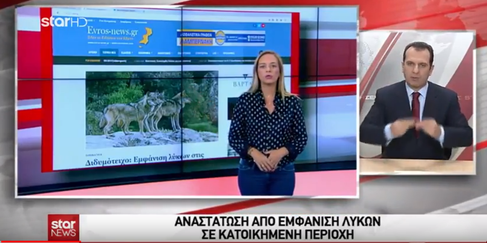 Η εμφάνιση λύκων στo Διδυμότειχο στο Δελτίο Ειδήσεων του STAR μέσω του evros-news.gr