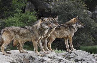 Διδυμότειχο: Εμφάνιση λύκων στις παρυφές της πόλης