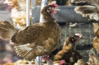 ΠΡΟΣΟΧΗ: Απαγορεύθηκε η εισαγωγή πουλερικών και αυγών από Βουλγαρία λόγω γρίπης των πτηνών