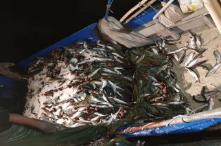 Αλεξανδρούπολη: Δυο τόνοι φρέσκο ψάρι με 2 ευρώ το κιλό πωλούνται στο λιμάνι