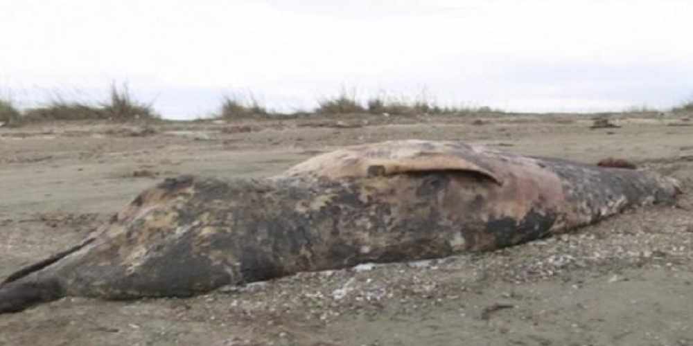 Αλεξανδρούπολη: Αρχαίο είδος φάλαινας ξεβράστηκε στην παραλία του Απαλού