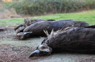 ΕΓΚΛΗΜΑ!!! Νεκροί Μαυρόγυπες του δάσους Δαδιάς, από πιθανή χρήση δηλητηριασμένου δολώματος