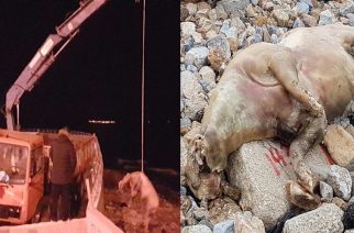 Συνεργεία του δήμου απομάκρυναν το σάπιο γουρούνι απ’ την παραλία, μετά το ρεπορτάζ μας