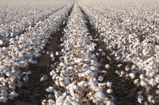 ripe cotton in field ready for harvest