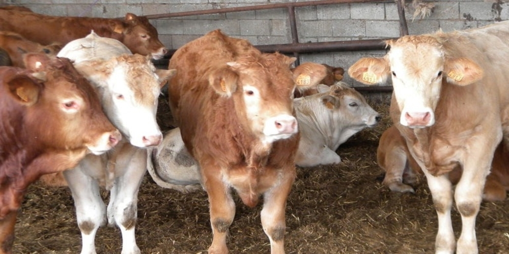 Κρούσμα βρουκέλλωσης σε βοοειδή στα Λάβαρα. “Καραντίνα” και σφαγή σε ένα μήνα