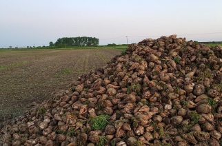Ορεστιάδα: Τα τεύτλα σαπίζουν στα χωράφια. Ελάχιστοι θα σπείρουν-Το εργοστάσιο ζάχαρης έκλεισε