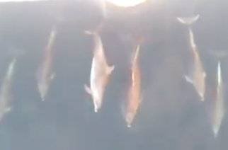 Εκπληκτικό ΒΙΝΤΕΟ με τα πανέμορφα δελφίνια του Θρακικού πελάγους να “συντροφεύουν” το ΣΑΟΝΗΣΟΣ