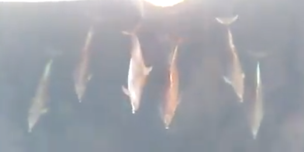 Εκπληκτικό ΒΙΝΤΕΟ με τα πανέμορφα δελφίνια του Θρακικού πελάγους να “συντροφεύουν” το ΣΑΟΝΗΣΟΣ