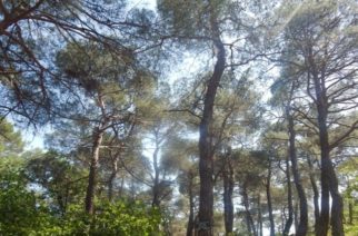 Σουφλί: Ηλεκτρονικό σύστημα πυρανίχνευσης στα δάση της περιοχής