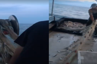 Αλεξανδρούπολη: Γέμισε σαρδέλα του Θρακικού Πελάγους το ψαροκάικο (ΒΙΝΤΕΟ)