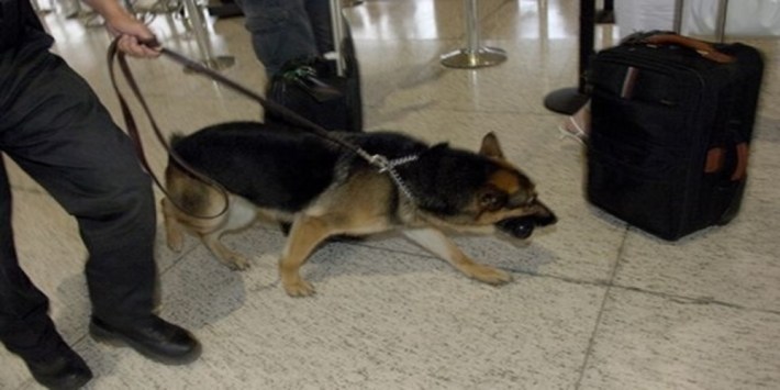 Αλεξανδρούπολη: Ο αστυνομικός σκύλος ανακάλυψε τα ναρκωτικά που καλλιεργούσε 41χρονος σπίτι του