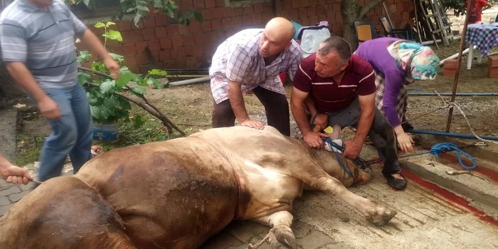 Οι οδηγίες της Περιφέρειας ΑΜ-Θ για σφαγή ζώων για το “Κουρμπάν Μπαϊράμ”