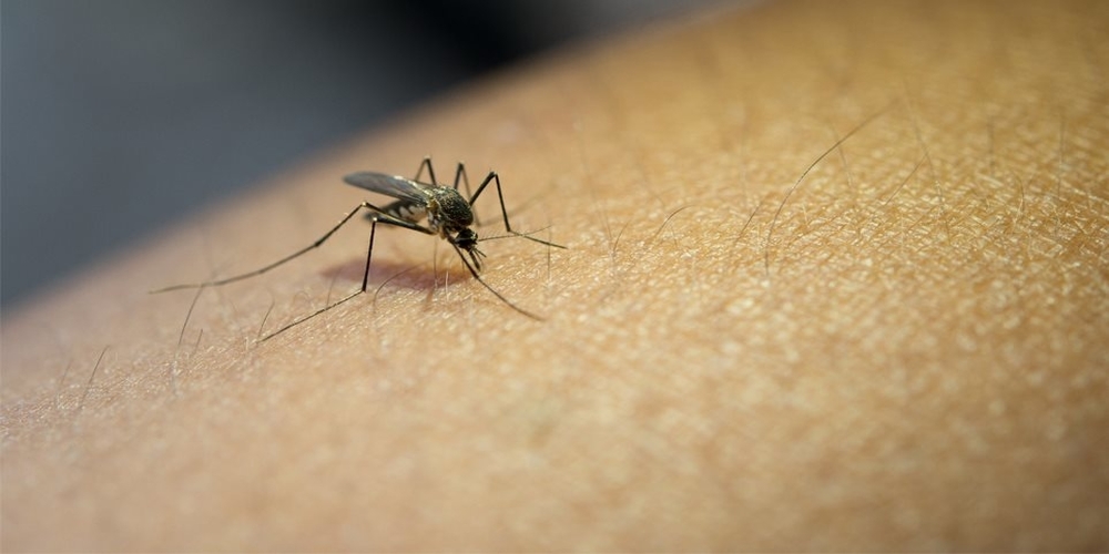 ΑΠΟΚΛΕΙΣΤΙΚΟ: Κρούσμα ελονοσίας σε γυναίκα από χωριό του Έβρου. Νοσηλεύεται στο Π.Γ.Ν Αλεξανδρούπολης