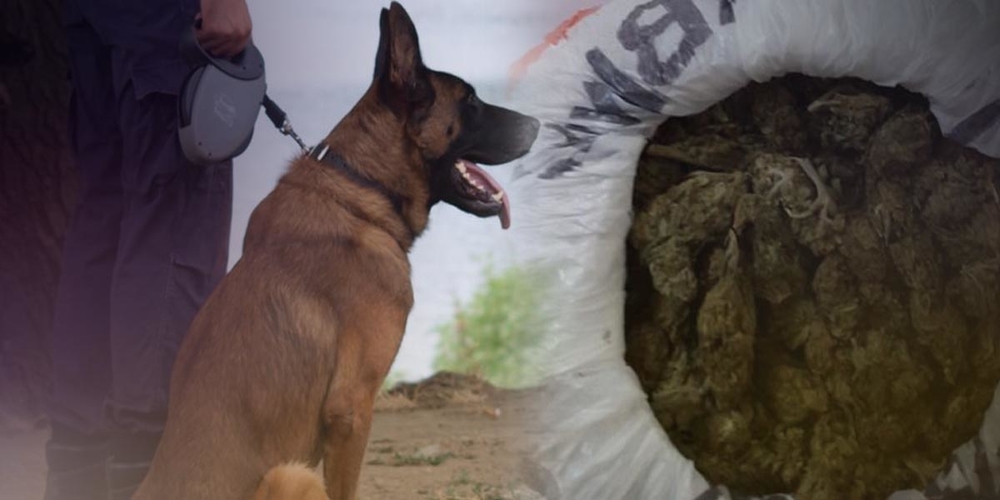 Ο αστυνομικός σκύλος… μύρισε το χασίς που έκρυβε σπίτι του σε χωριό του Έβρου και συνελήφθη