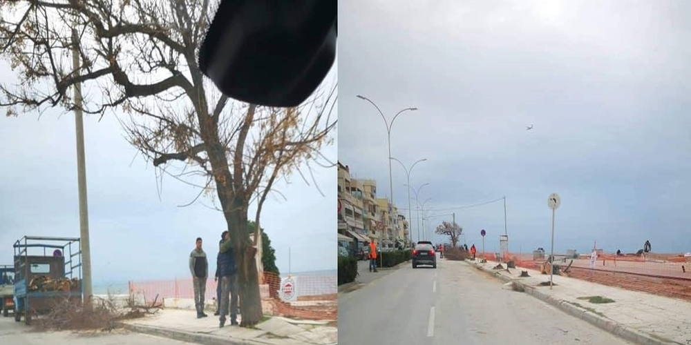 Αλεξανδρούπολη: Έκοψαν πρωί-πρωί όλα τα δένδρα της παραλιακής οδού