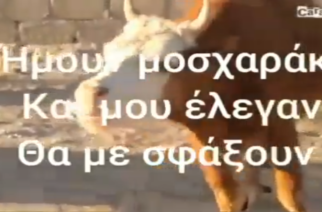 ΒΙΝΤΕΟ: Ο Αγροτικός Κτηνοτροφικός Σύλλογος απαντά σε Λαμπάκη: Το μοσχαράκι έγινε αγελάδα και ακόμα να το σφάξουν