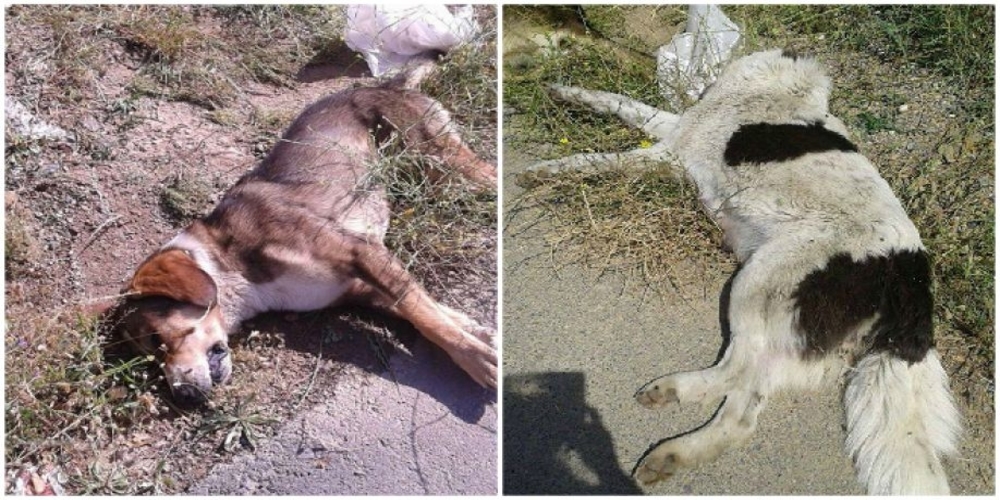 Δήμος Ορεστιάδας: Μηνύσεις κατ’ αγνώστων για την θανάτωση με φόλες τριών σκύλων και μιας γάτας