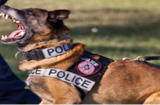 Αλεξανδρούπολη: Ο αστυνομικός σκύλος… ξετρύπωσε τα ναρκωτικά στο σπίτι 21χρονου που συνελήφθη