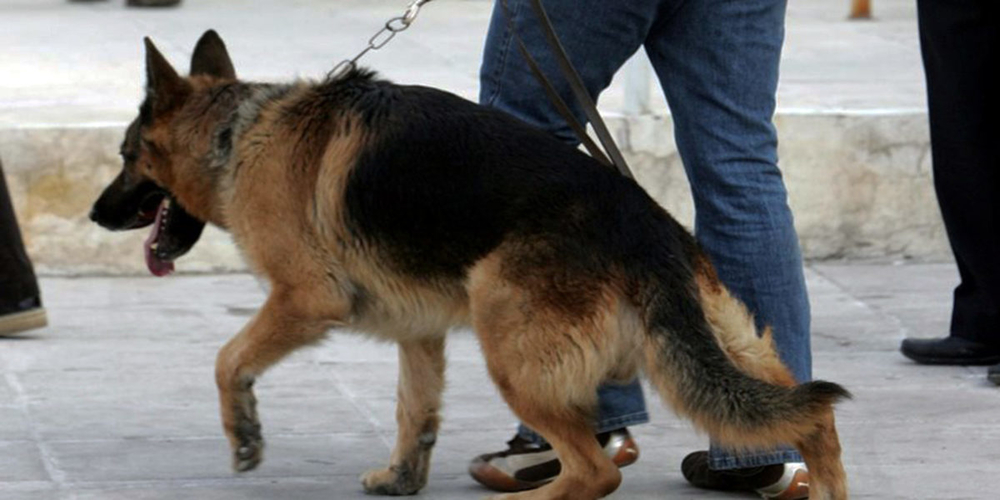 Αλεξανδρούπολη: Ο αστυνομικός σκύλος μύρισε τα ναρκωτικά στο σπίτι 49χρονου και συνελήφθη
