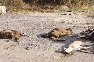 Πρόγραμμα διαχείρισης νεκρών ζώων και προϊόντων ζωικής προέλευσης στην Περιφέρεια ΑΜΘ