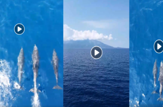 ΒΙΝΤΕΟ: Πανέμορφα δελφίνια του Θρακικού πελάγους συνοδεύουν το ταξίδι προς Σαμοθράκη