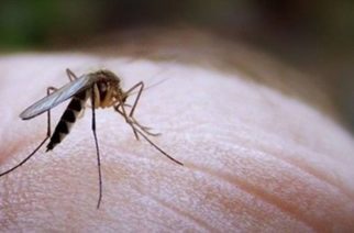 Έβρος: Τρία κρούσματα ιού του Δυτικού Νείλου, τα δύο πρόσφατα απ’ την περιοχή Ορεστιάδας