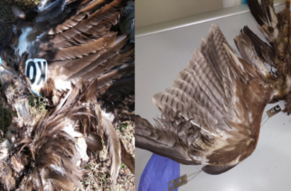Δύο σπάνια αρπακτικά πουλιά, Κραυγαετός και Μαυρόγυπας νεκρά μετά από πρόσκρουση σε ανεμογεννήτριες
