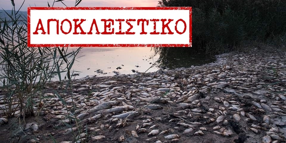 ΠΡΟΣΟΧΗ: Σοβαρός κίνδυνος από νεκρά ψάρια στον ποταμό Έβρο, από τοξικά απόβλητα βουλγαρικών εργοστασίων!!!