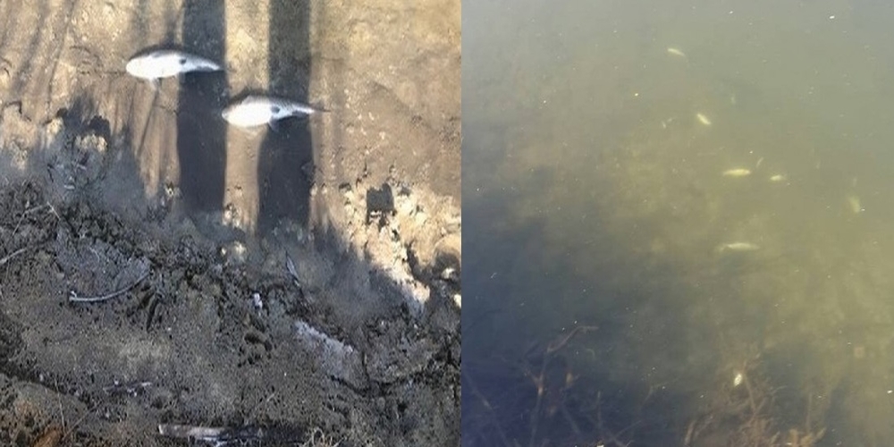 Περιφέρεια ΑΜ-Θ: Αποφύγετε ψάρεμα και πότισμα ζώων στον ποταμό Έβρο, λόγω μόλυνσης στην Βουλγαρία