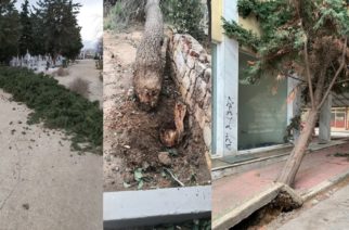 Αλεξανδρούπολη: Ζημιές με πτώσεις δέντρων απ’ τους θυελλώδεις ανέμους – Συστάσεις του δήμου στους πολίτες