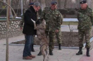 Έβρος: Σκύλος που είχε κακοποιηθεί σε τουρκικό φυλάκιο έγινε ο φύλακας-άγγελος Ελλήνων στρατιωτών
