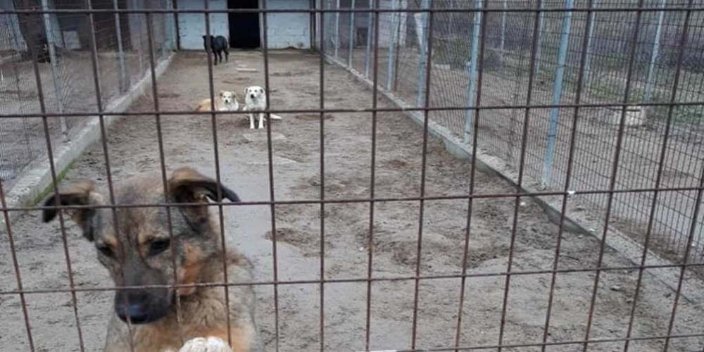 Ορεστιάδα: Δόθηκε στον δήμο άδεια ίδρυσης καταφυγίου αδέσποτων ζώων στο Νεοχώρι