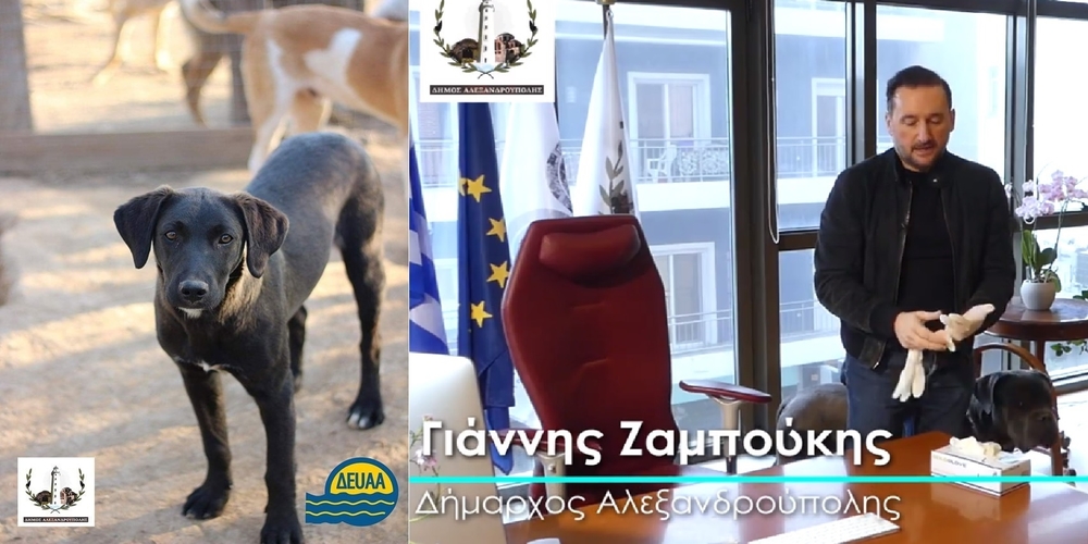 Έκπτωση 50% στους λογαριασμούς της ΔΕΥΑ Αλεξανδρούπολης για όσους υιοθετήσουν αδέσποτο ζώο 