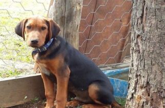 Ορεστιάδα: Υπόθεση με παράνομη διακίνηση 8 κυνηγόσκυλων ερευνά η εισαγγελία