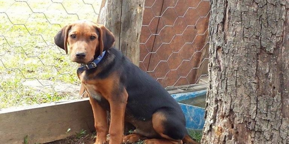 Ορεστιάδα: Υπόθεση με παράνομη διακίνηση 8 κυνηγόσκυλων ερευνά η εισαγγελία