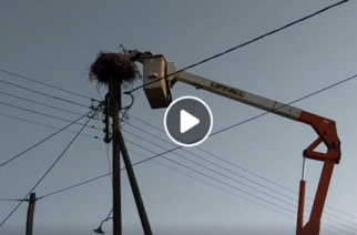 Video: Διάσωση πελαργού στη Νέα Βύσσα από συνεργείο του ΔΕΔΔΗΕ