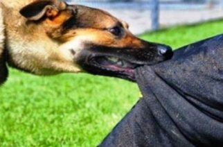 Αλεξανδρούπολη: Σκύλος δάγκωσε 11χρονο στο πάρκο Προσκόπων – Ο ιδιοκτήτης του τον παράτησε αιμόφυρτο και αναζητείται