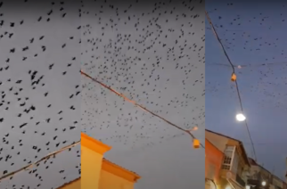 Διδυμότειχο-ΒΙΝΤΕΟ: Εντυπωσιακό θέαμα από πουλιά που… μαύρισαν τον ουρανό της πόλης