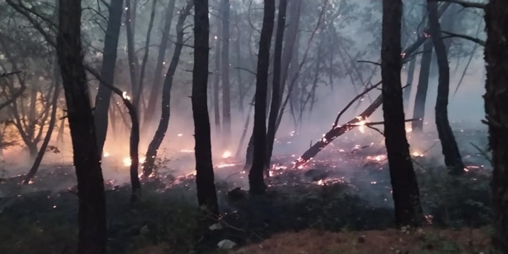 WWF Ελλάς: Από στρατιωτικές δραστηριότητες ξεκίνησε η καταστροφική πυρκαγιά στο δάσος Δαδιάς-Λευκίμμης