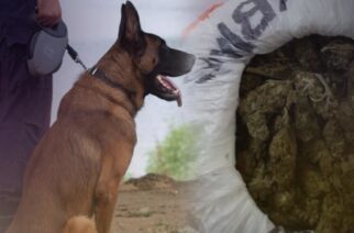 Αλεξανδρούπολη: Ο αστυνομικός σκύλος… μύρισε τα ναρκωτικά σπίτι του και συνελήφθη στο χωριό του