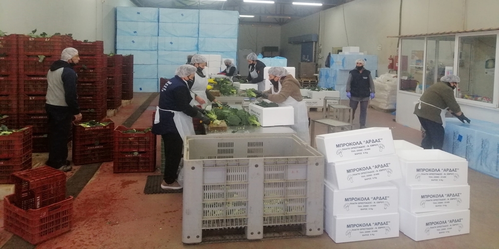 Τα εβρίτικα μπρόκολα του Αγροτικού Συνεταιρισμού “ΑΣΚΓΕ  ΑΡΔΑΣ” συνεχίζουν να κατακτούν την ελληνική αγορά