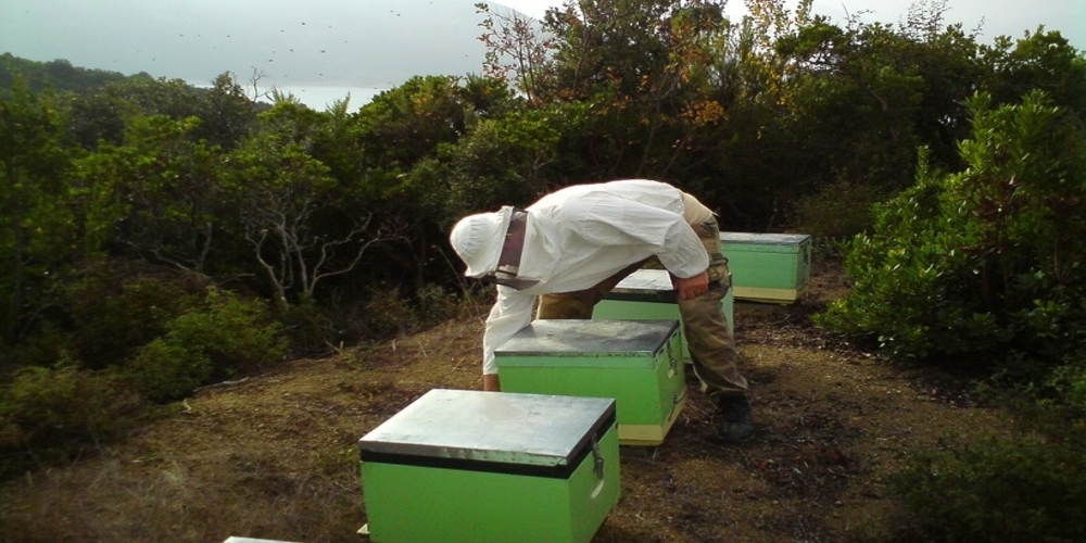 ΄Εβρος: Υποβολή δήλωσης από μελισσοκόμους κατεχόμενων κυψελών – Δράσεις 3.1 και 3.2