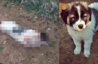 Σουφλί: Δολοφόνοι έπνιξαν και κρέμασαν το σκυλί του νέου Γενικού Γραμματέα του δήμου